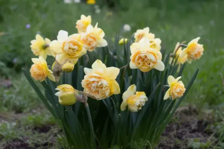 Нарцис Арт Дизайн / Narcissus Art Design