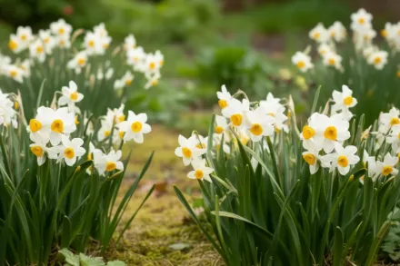 Аваланч Нарцис / Narcissus Avalanche