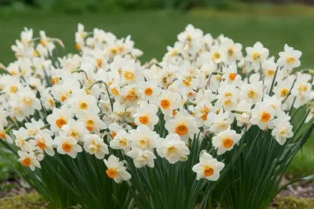 Барретт Браунінг Нарцис / Narcissus Barrett Browning