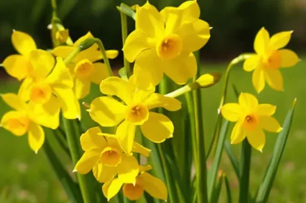 Бебі Бумер Нарцис / Narcissus Baby Boomer