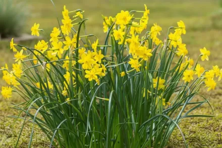 Нарцис Бебі Мун