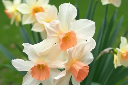 Белл Сонг Нарцис / Narcissus Bell Song