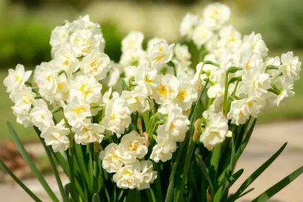 Нарцис Брайдал Краун / Narcissus Bridal Crown