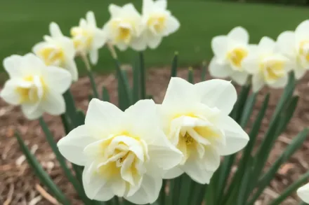 Чірфулнесс Нарцис / Narcissus Cheerfulness