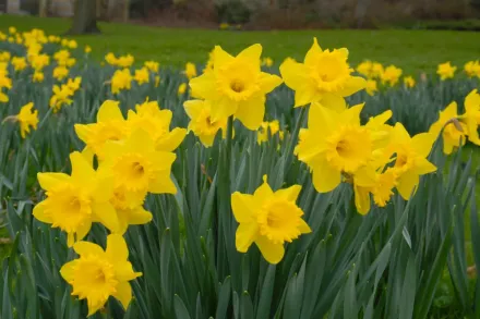 Dutch Master Narcissus / Нарцис Датч Мастер