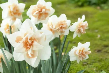 Нарцис Дельнашо / Narcissus Delnashaugh