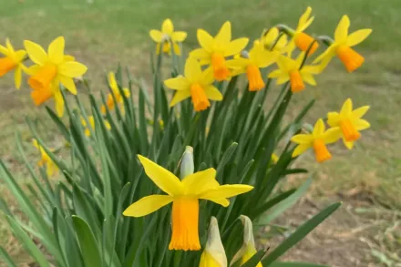 Jetfire Narcissus / Нарцис Джетфаєр