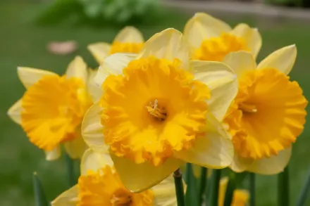 Нарцис Ферріс Віл / Narcissus Ferris Wheel