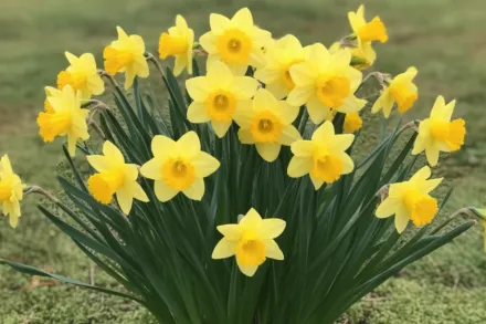 Gigantic Star Narcissus / Нарцис Гігантік Стар