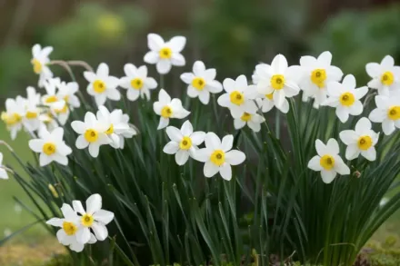 Каналікулатус Нарцис / Narcissus Canaliculatus