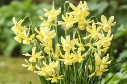 Хавера Нарцис / Narcissus Hawera