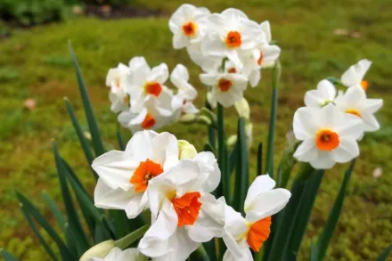 Крегфорд Нарцис / Narcissus Cragford