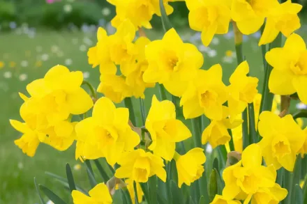 Квейл Нарцис / Narcissus Quail