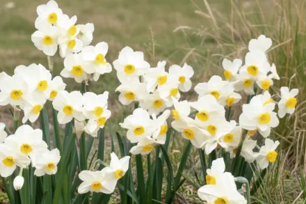 Китайська священна лілія Нарцис / Narcissus Chinese Sacred Lily