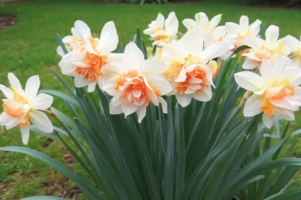 Нарцис Май Сторі / Narcissus My Story