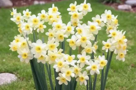 Minnow Narcissus / Нарцис Мінноу