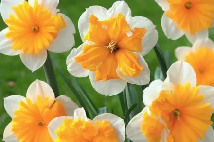 Нарцис Оранжері / Narcissus Orangery