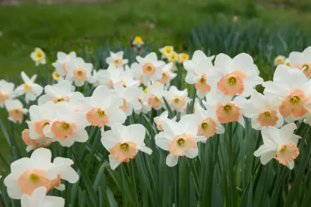 Pink Pride Narcissus / Нарцис Пінк Прайд