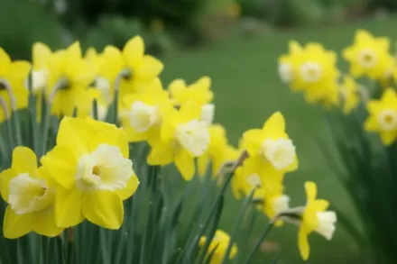 Pipit Narcissus / Нарцис Піпіт