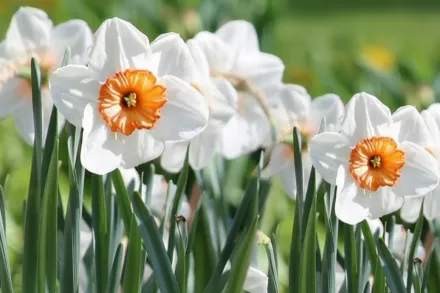 Professor Einstein Narcissus / Нарцис Професор Ейнштейн