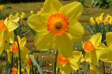 Red Devon Narcissus / Нарцис Ред Девон