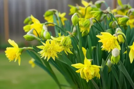 Нарцис Ріп ван Вінкл / Narcissus Rip van Winkle