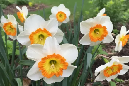 Roulette Narcissus / Нарцис Рулет