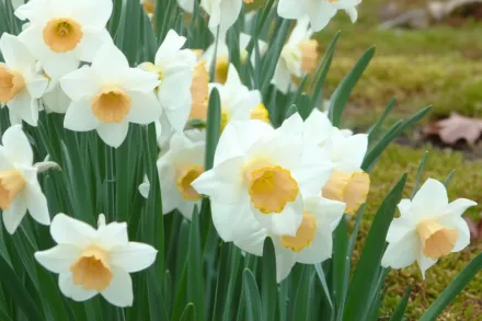 Salome Narcissus / Нарцис Саломе