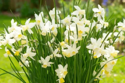 Sailboat Narcissus / Нарцис Сейлбоат