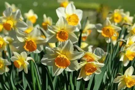 Sempre Avanti Narcissus / Нарцис Семпре Аванті