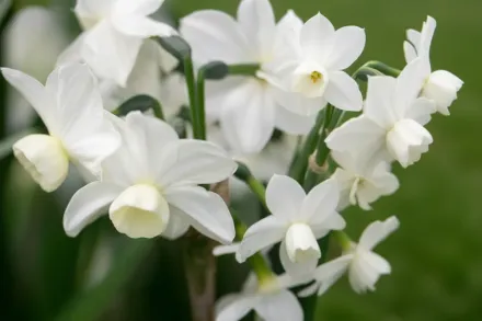 Silver Chimes Narcissus / Нарцис Сілвер Чаймс