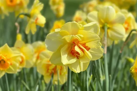 Нарцис Тахіті / Narcissus Tahiti