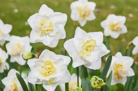 Нарцис Вайт Лайон / Narcissus White Lion