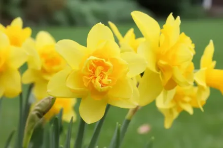 Нарцис Єллоу Чірфулнес / Narcissus Yellow Cheerfulness