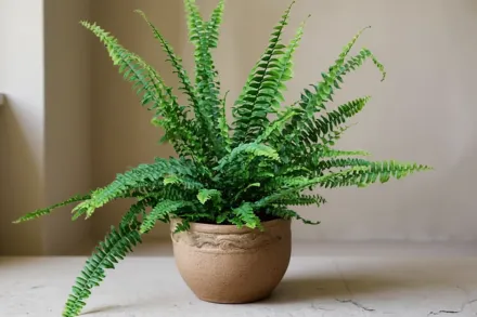 Нефролепіс облітерата / Nephrolepis obliterata