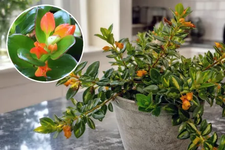 Нематантус / Nematanthus gregarius