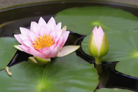 Fabiola Nymphaea / Німфея Фабіола