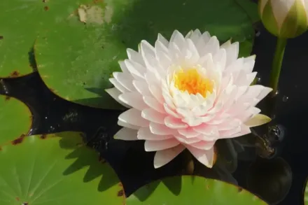 Глуар дю Темпль-сюр-Ло Німфея / Nymphaea Gloire du Temple-sur-Lot