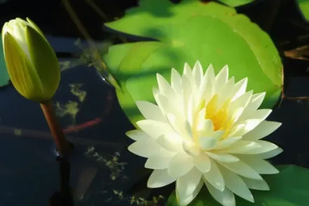 Гоннере Німфея / Nymphaea Gonnere