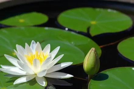 Німфея Херміне / Nymphaea Hermine