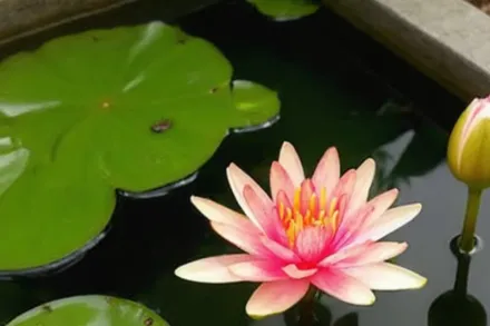 Літл Сью Німфея / Nymphaea Little Sue