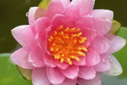 Марліака Карнеа Німфея / Nymphaea Marliacea Carnea