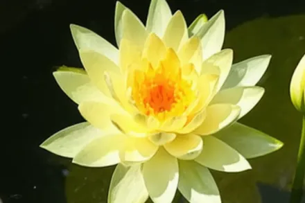 Марліака Хромателла Німфея / Nymphaea Marliacea Chromatella