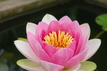 Мазаньєлло Німфея / Nymphaea Masaniello