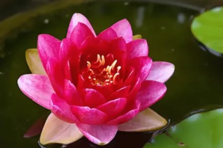 Перріс Бебі Ред Німфея / Nymphaea Perry’s Baby Red