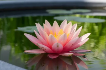 Перріс Оранж Сансет Німфея / Nymphaea Perry’s Orange Sunset