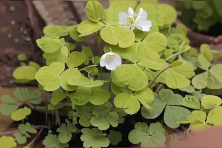 Oxalis griffithii / Оксаліс Гриффіда