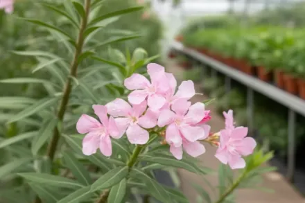 Харді Пінк Олеандр / Nerium oleander Hardy Pink