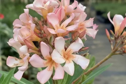 Петіт Салмон Олеандр / Nerium oleander Petite Salmon