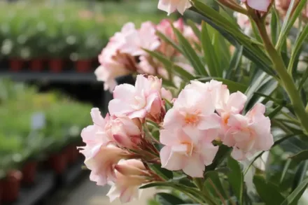 Прованс Олеандр / Nerium oleander Provence